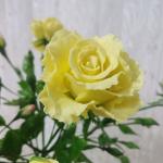 گل مینیاتوری 